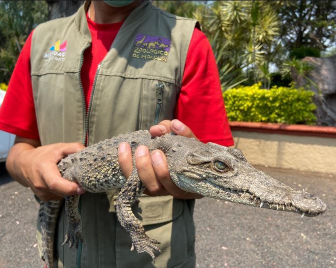 Finaliza Búsqueda de Cocodrilo; se le Capturó esta Tarde