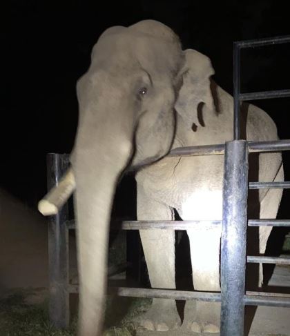 Confirma Zoológico que el Elefante “Chamberu” Goza de Buena Salud