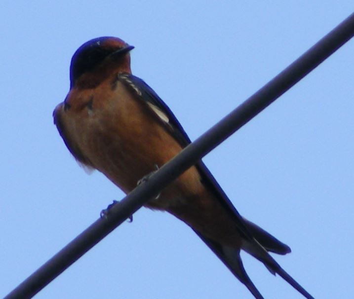 Morelia Mejora su Posición en el Ranking Nacional del Reto Naturalista Urbano