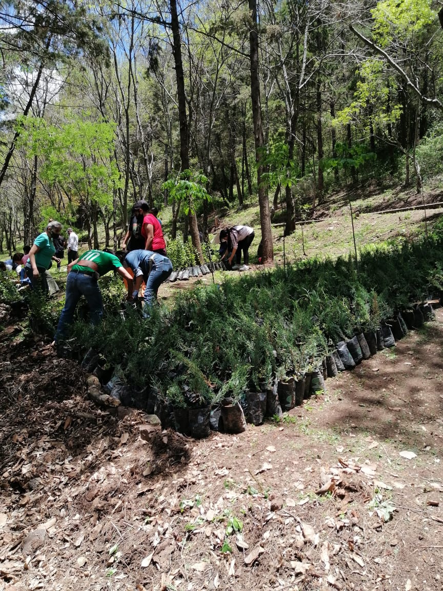 Propone SEMACCDET reforestación en zonas urbanas, para eliminar islas de calor