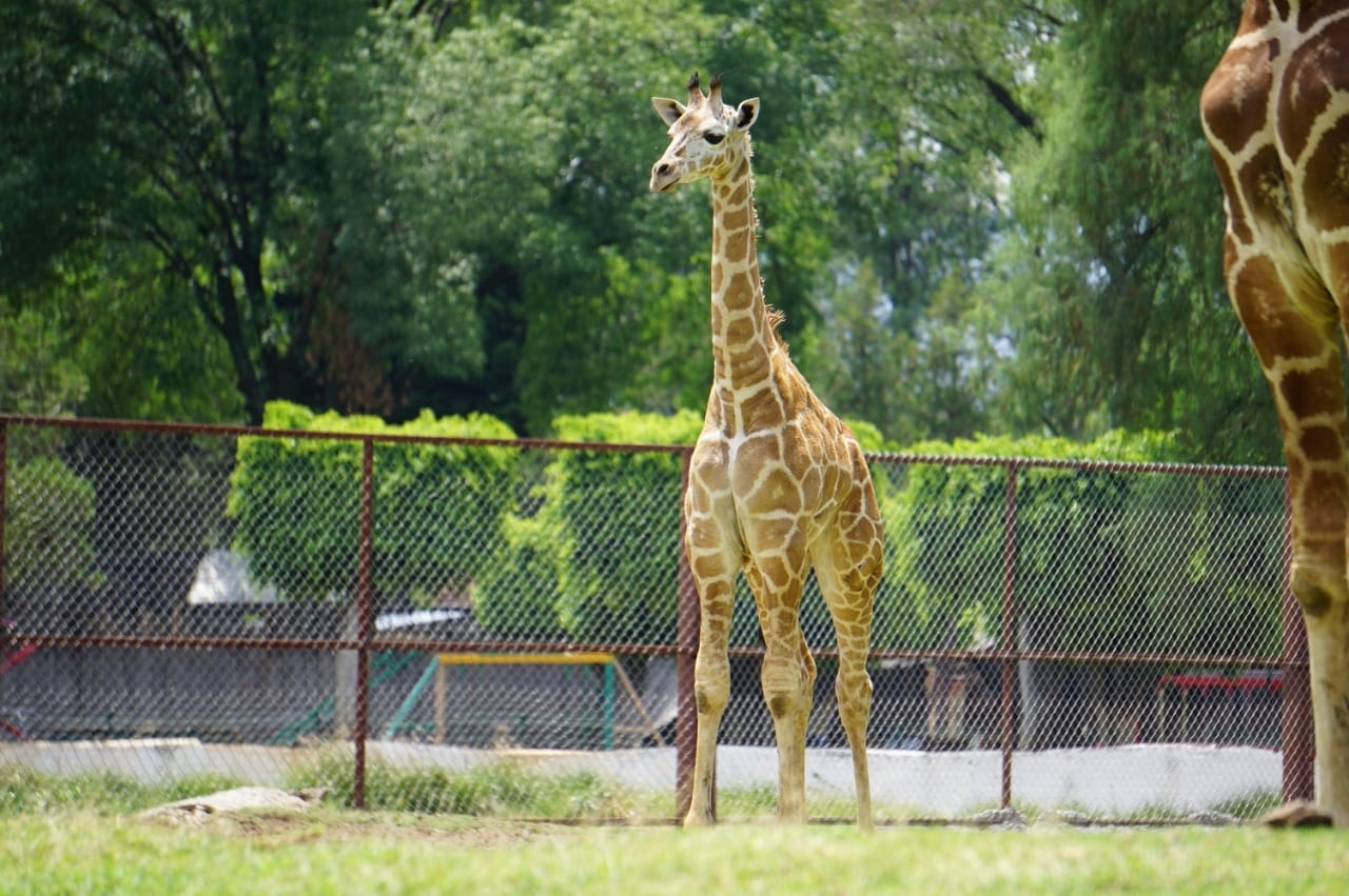 Nace segundo ejemplar de jirafa reticulada en el Zoológico de Morelia