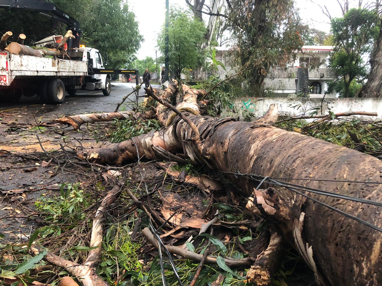 Se desploma un árbol en la subida a Santa María