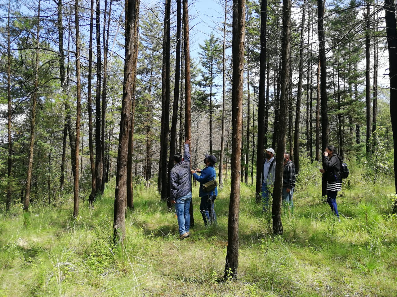 La SEMACCDET plantea jornadas de reforestación en Paracho y Tingambato