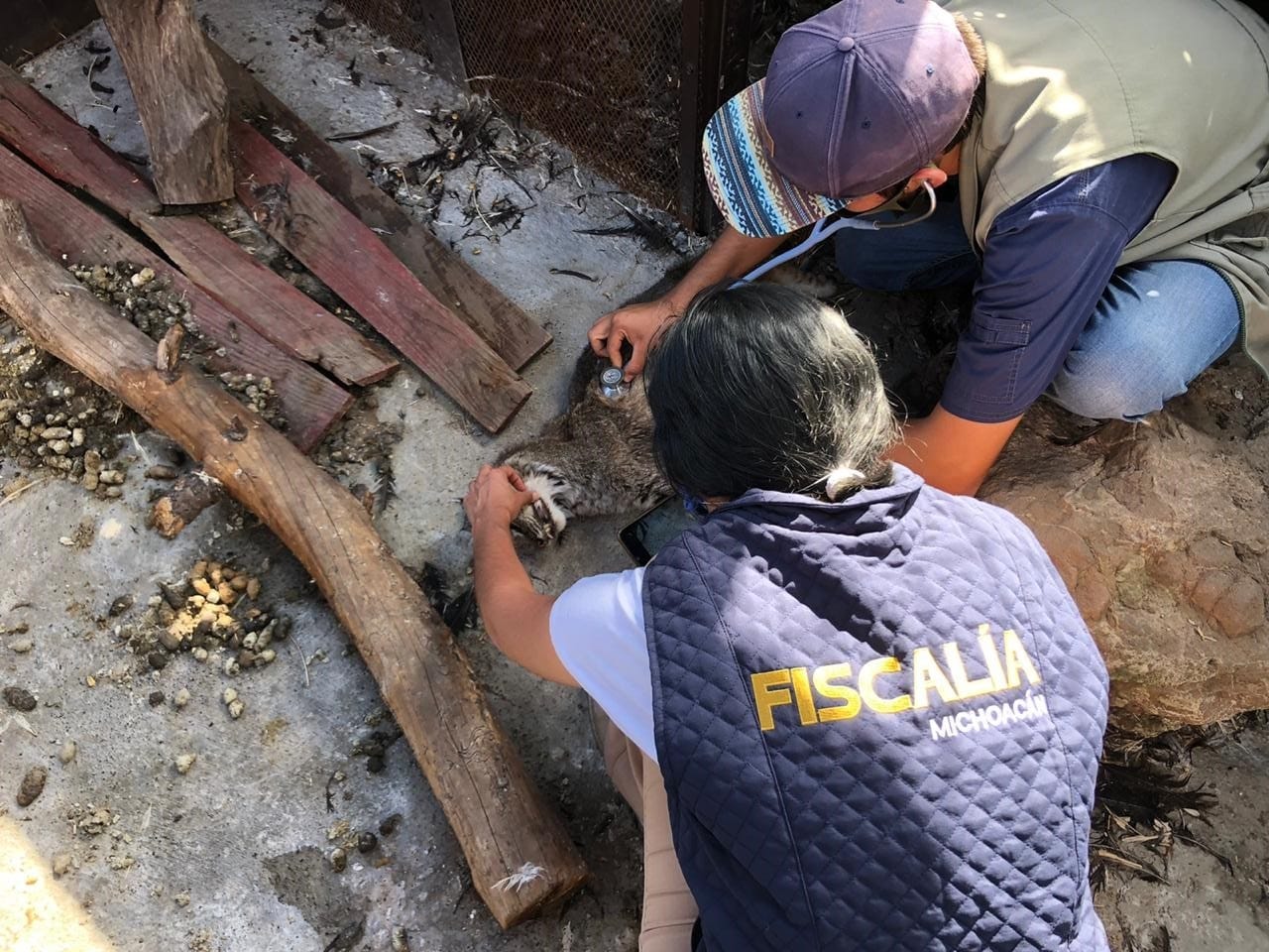 Rescata FGE a un ejemplar de felino silvestre en cautiverio