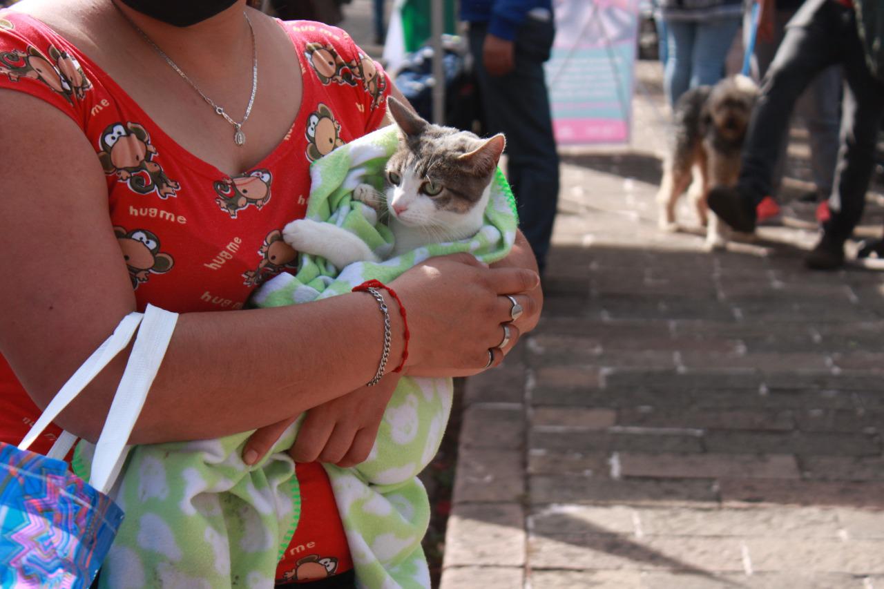 La Jefatura de Gobierno cerrará el año con la aplicación de 15 mil vacunas antirrábicas