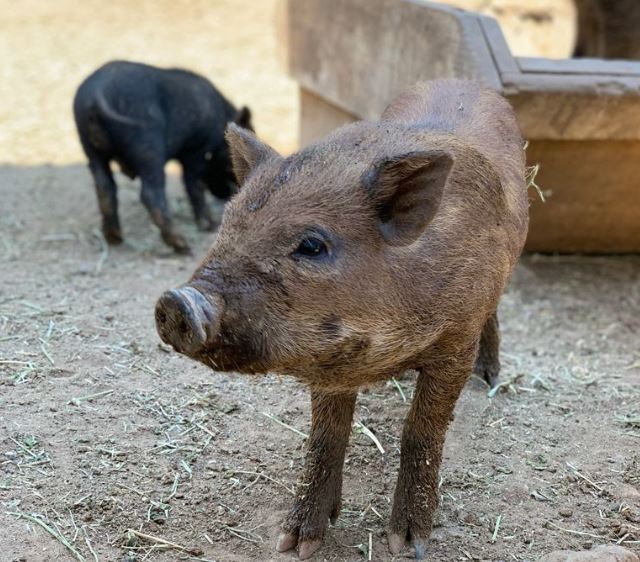 Nacen cerdos vietnamitas en el Zoológico de Morelia
