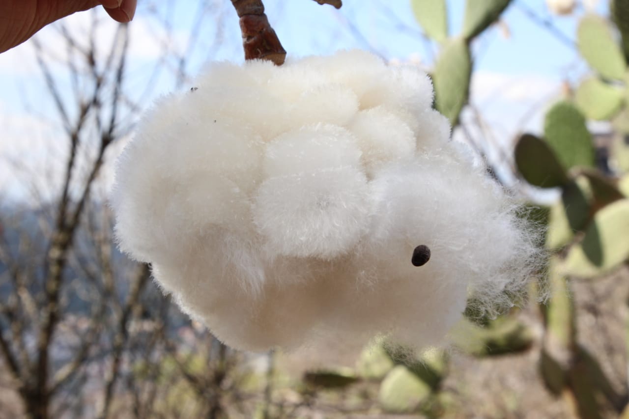 La ceiba, riqueza vegetal de Michoacán