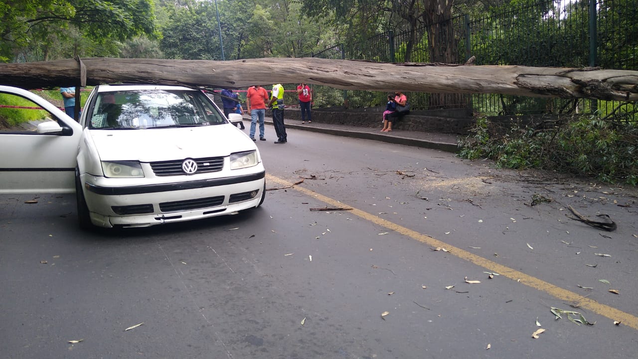 Cae un árbol en la Loma de Santa María sobre un carro, no se reportan víctimas