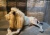 Recibe Zoológico de Morelia a león blanco decomisado por Guardia Civil