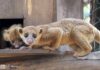 Conoce a la martucha, el mamífero más tierno del Zoo de Morelia