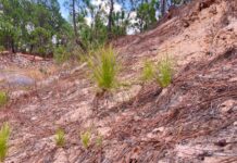 Comienza la renovación natural de bosques en zonas de protección ambiental en Michoacán