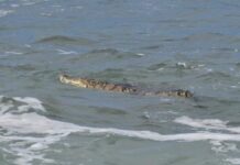 Alertan a turistas por la aparición de cocodrilos en las costas de Lázaro Cárdenas