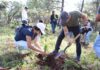 Reforestan con más de 3 mil pinos los bosques de Madero