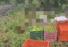 Tres cortadores de limón fueron asesinados a balazos en Tepalcatepec