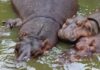 Datos que no sabías del hipopótamo bebé del Zoológico de Morelia