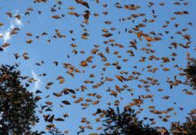 Reserva de la Monarca cumple 23 años como Patrimonio Mundial Natural