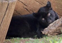 Muere jaguar en el zoológico por inundación provocada por el Ayuntamiento de Morelia