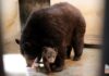 Nace tierna cría de oso negro en el Zoológico de Morelia