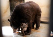Nace tierna cría de oso negro en el Zoológico de Morelia