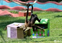 Zoo de Morelia refresca a monos araña con helados por onda de calor