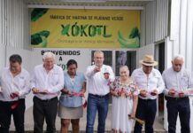 Michoacán tiene la primera planta procesadora de harina de plátano